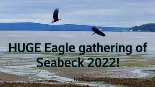 HUGE Eagle gathering of Seabeck WA 2022- THEY'RE BACK! #thefinders