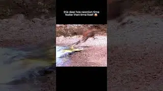 This deer has reaction time faster than lightning 😱 #shorts  #animals #deer #wildlife
