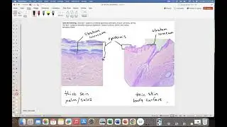 Thick Skin vs Thin Skin under Microscope