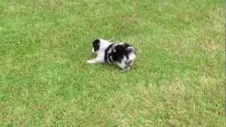 The Merles - Blue Merle Miniature Australian Shepherd Puppies (Kylie 2012)