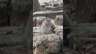 #monkeysplanet #babyanimal #animals