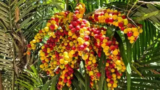 Arenga engleri - Short Overview of the Dwarf Sugar Palm Tree