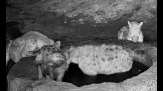 Spotted Hyena clan at Hyena Camp Pan