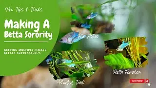 Mastering the Art of a Planted Betta Sorority Tank:   Tips for Happy Female Bettas