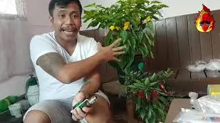 Champion Chili Grower (CGP Chili Growing Contest 2020)