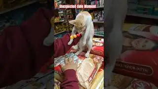 Found a Sweet Little Baby Cat at Store 😍🐾 | Pure Love Moment #cutecat #kitten #shorts #viralshort