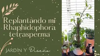 Transplante de Rhaphidophora tetrasperma o mini monstera