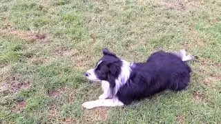 Herding games for pet herding breeds.