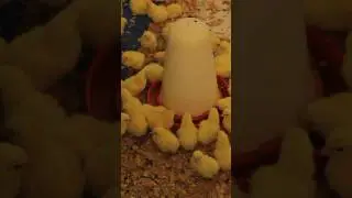 Wow! Colorful Baby Chicks | Cutest Hen Babies.Chirping Sounds #shorts #chicks #wildlife #henbaby