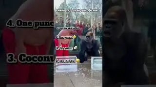 Ranking top 5 powerful gorilla moments