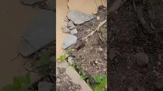 June Permaculture Garden Tour in Northern Maine