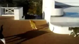 stelida cats
