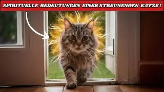 Spirituelle Bedeutung, wenn eine streunende Katze in dein Haus kommt!