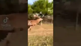 Wild ELK STAMPEDE No Way Out! #deer
