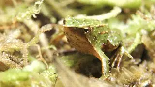 Darwin&rsquo;s Frogs Saved From Fungal Extinction by London Zoo
