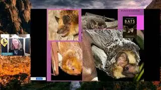 Эхолокация и летучие мыши: доктор Кори Лаузен
