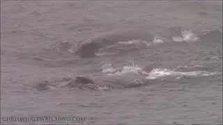 9.23.19 Humpback Whales