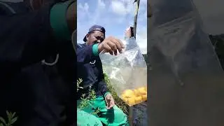 berteduh di bawah tenda biru