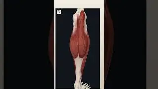 Plantaris#Plantaris muscles#short#short information