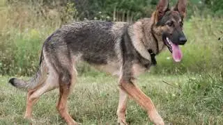 Baden K9 Dogs