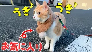 お気に入りのマフラーを身につけてウキウキで散歩に出かける猫が可愛すぎましたwww
