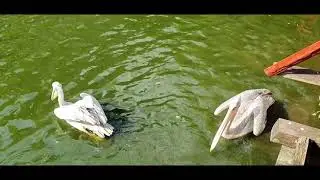 Penang Bird Park