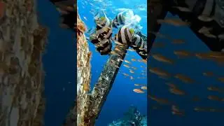 Inside a Sunken Ship Tunnel&hellip; and a Lionfish Appeared Out of Nowhere! 😱🦁🐟#ocean #shorts  #wildlife