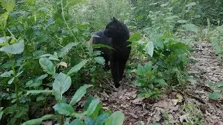 Surrounded by feral cats in the woods