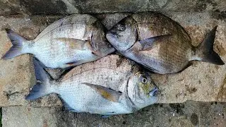 La PÊCHE du SAR au BOUCHON et à la CREVETTE