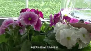 Grower Ammerlaan Sosef about Primula Touch Me (Chinese subtitle)