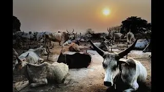 Who Are the Dinka? Life, Culture, and Survival in South Sudan