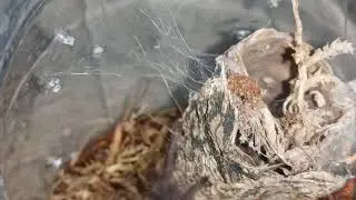p met feeding