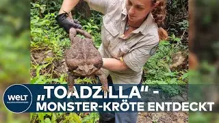 &bdquo;TOADZILLA&ldquo; MONSTER-KR&Ouml;TE ern&auml;hrt sich von S&auml;ugetieren - Entdeckung in Australien