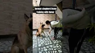 German shepherd Bruno Training with Owner #session #862 #gsd #shorts