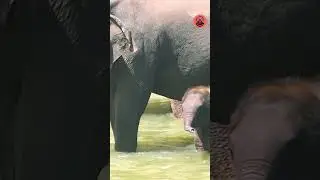 Group Protects Baby Elephant
