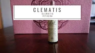 Clematis - Clematis vitalba