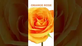 🌹Rose Color Meanings #rose #yellowrose #pinkrose #whiterose