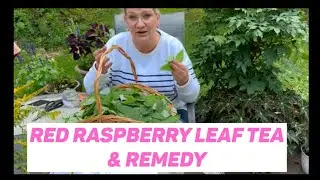 RASPBERRY LEAF TEA & REMEDIES