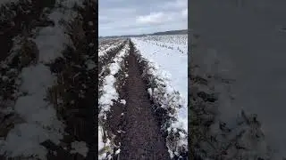 Підсумки першого випробування strip-till агрегата Schlagel Rapid-Till #striptill #стріптіл #агро