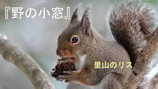 里山のリス　小寒の朝