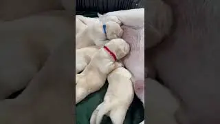 Mayhem at the Milk Bar! Nursing Puppies are Growing so Big!  #labrador #cutepuppies
