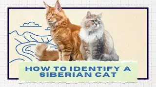 Simple Steps 🦁 How to Identify a Siberian Cat
