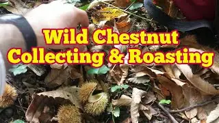 Wild Chestnut: Collecting And Roasting | Survival Forage Food | The Movie