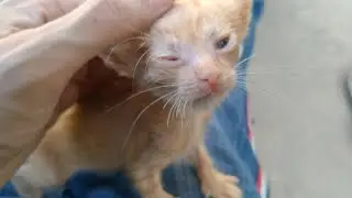 Abandon Kitten Is Sleepy After Drinking Milk Stray Cat Is Still Scared Of Tiny Kitten