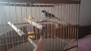 Manejos para amansar seu golinha 