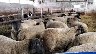 Sheep Farming: Prelambing Barn Check