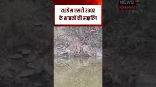 Tigress ST Sighting : Tigress के शावकों की हुई साइटिंग | N18S | Top News | Trending News | Wild Life