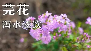 【芫花】千万别尝！否则，厕所将被你拉爆！不信你试试！