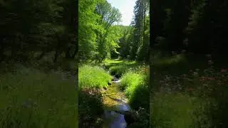 Sunlit Forest Glade  #livewallpaper #forestlovers #beautifulnature #nature #naturalbeauty #scenery