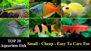 Top 20 Aquarium Fish For Beginners - Small Cheap Easy to care for